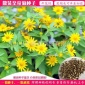 花种子皇帝菊种子美兰菊易种早生品种开花快好种观赏花卉散装称克
